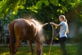 A young woman washes a horse on a farm