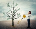 Growing money tree