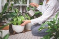 A young woman is watering and caring for a houseplant Banana and sansiveria. Royalty Free Stock Photo