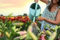 Young woman watering flowers in lily field, closeup. Gardening tools Royalty Free Stock Photo