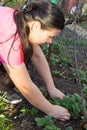 Young woman weeding