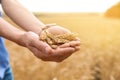 Young woman with wheat grains in field, closeup Royalty Free Stock Photo