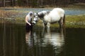 Young woman with white hair and horse standing on the edge of the pond Royalty Free Stock Photo