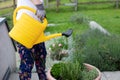 A young woman in a white T-shir holding yellow watering can and watering plants Royalty Free Stock Photo