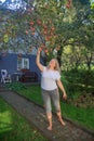 A young woman in a white T-shirt is picking a ripe apple from a tree Royalty Free Stock Photo