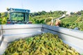 Young woman winemaker in hat loading harvest of grapes