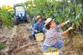 Young woman winemaker picking harvest of grapes in vineyard Royalty Free Stock Photo