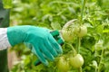 Young woman at work in greenhouse. Greenhouse produce. Food production.