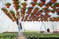 Young woman working in beautiful colorful flower garden greenhouse. My job is my passion. Royalty Free Stock Photo