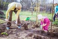 Young woman working in garden while her daughter and son playing beside her Royalty Free Stock Photo