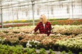 Young woman working in greenhouse. Attractive girl check and count flowers, using tablet computer Royalty Free Stock Photo