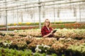 Young woman working in greenhouse. Attractive girl check and count flowers, using tablet computer Royalty Free Stock Photo