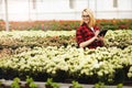 Young woman working in greenhouse. Attractive girl check and count flowers, using tablet computer Royalty Free Stock Photo