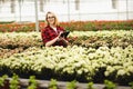 Young woman working in greenhouse. Attractive girl check and count flowers, using tablet computer Royalty Free Stock Photo