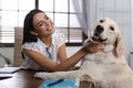 Young woman working at home office and stroking Golden Retriever dog Royalty Free Stock Photo