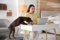 Young woman working on laptop near her playful dog in home office Royalty Free Stock Photo