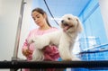 Girl At Work In Pet Store And Grooming Dog Royalty Free Stock Photo