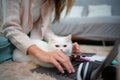 A young woman works at home while a white Persian cat Royalty Free Stock Photo