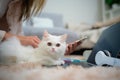 A young woman works at home while a white Persian cat Royalty Free Stock Photo