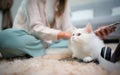 A young woman works at home while a white Persian cat Royalty Free Stock Photo