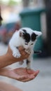 Young woman's hands cradling a black and white stray kitten against a blurred background