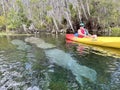 Woman in yellow-orange kayak paddling next to manatees on Silver River, Silver Springs State Park, Florida