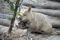 A young wombat is next to its mother