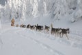 Young women-musher and her dogsled