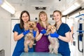 Young women professional pet doctors posing with yorkshire terriers inside pet ambulance. Animals healthcare concept