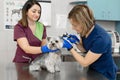 Young woman professional veterinarian and her assistant check a dog breed yorkshire terrier using otoscope in pet hospital