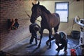 Young women scrubbinging the horse hoof in the process of caring for the horse