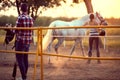 Young woman training a horse. Training  on countryside, sunset golden hour. Freedom nature concept Royalty Free Stock Photo