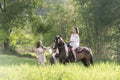 Young woman in white dress with horse. Beautiful woman riding a horse at sunset on the forest. Young beauty girl with a horse in Royalty Free Stock Photo