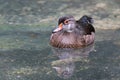 Young wood duck swimming in water