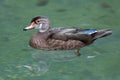Young wood duck swimming in water Royalty Free Stock Photo
