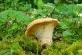 Young Wood Hedgehog mushroom Royalty Free Stock Photo