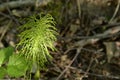 Young wood horsetail in the forest, in spring