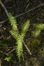 Young wood horsetail in the forest, in spring