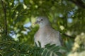 young wood pigeon sitting in tree