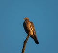 Young wood pigeon