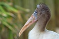 Young Wood Stork Royalty Free Stock Photo