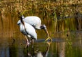 Young Wood Stork Catching a Snake in the Swamp Royalty Free Stock Photo