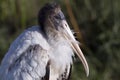 Young Wood Stork