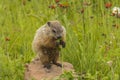 Young Woodchuck Eating