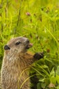 Young Woodchuck Eating Clover