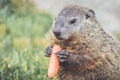 Young Woodchuck Marmota Monax holding carrot