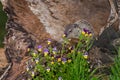 Young Woodchuck (Marmota monax) Behind Flowers