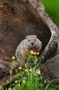 Young Woodchuck Marmota monax Behind Flowers