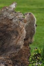 Young Woodchuck Marmota monax Clings to Side of Log