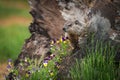 Young Woodchuck Marmota monax and Flowers